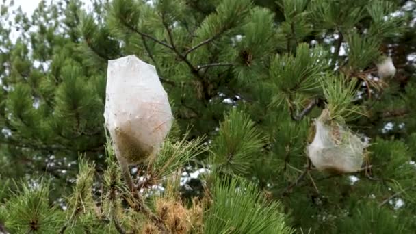 White silk nest built by the caterpillar of the pine processionary hanging from a branch, scientific name Thaumetopoea pityocampa - Materiał filmowy, wideo