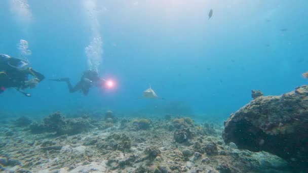 Grey reef shark carcharhinus amblyrhynchos swimming underwater along tropical coral reef with scuba divers - Filmagem, Vídeo