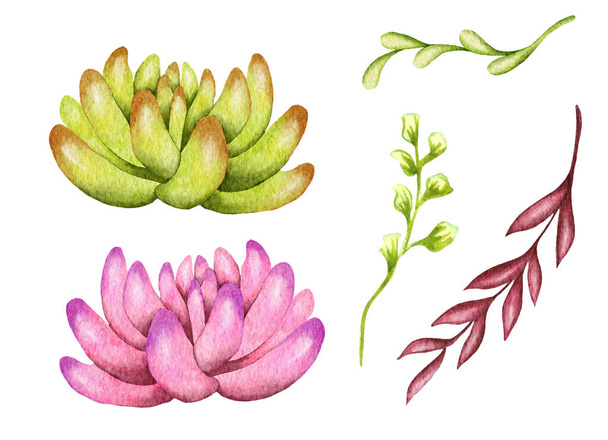 Watercolor succulents, green bouquet, houseplant illustration, botanical painting - Фото, изображение