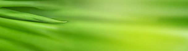 θολή φύλλα φύση του θερινού πράσινου φύλλα φυσικό πράσινο φύλλο φυτό που χρησιμοποιείται ως αφηρημένη ταπετσαρία φόντο - Φωτογραφία, εικόνα