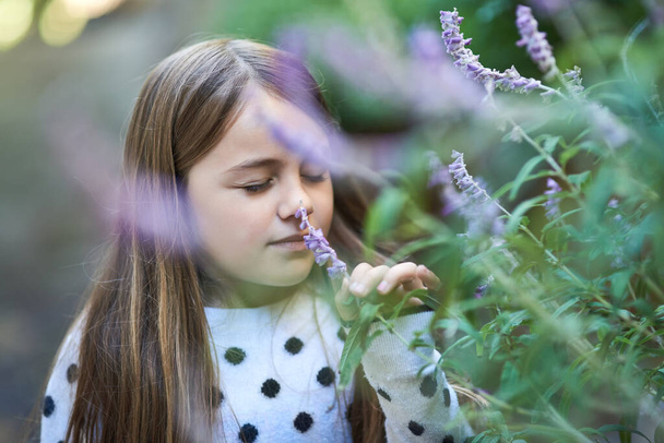 She loves strolling through the garden to smell the lavender. a little girl smelling a lavender plant outside - Zdjęcie, obraz