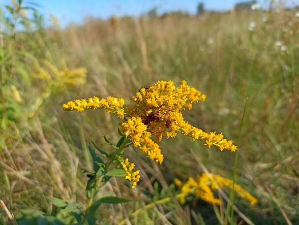 Solidago canadensis, known as Canada goldenrod or Canadian goldenrod - Photo, Image