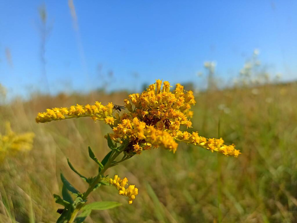 Solidago canadensis, known as Canada goldenrod or Canadian goldenrod - Photo, Image