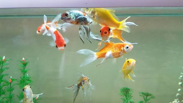 goldfish goldfishes in many colors swimming in a jar with plants  - Photo, Image