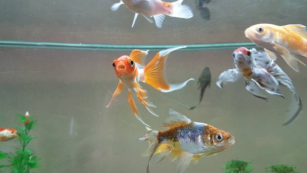 золоті риби золоті рибки в багатьох кольорах плавають в банці з рослинами
  - Фото, зображення