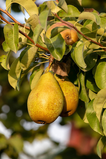 Pear tree. Pears on a tree in a garden on a sunny August day. - 写真・画像