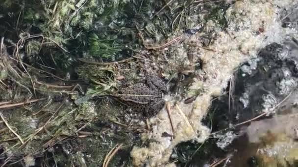 Frog on water plants  - Záběry, video