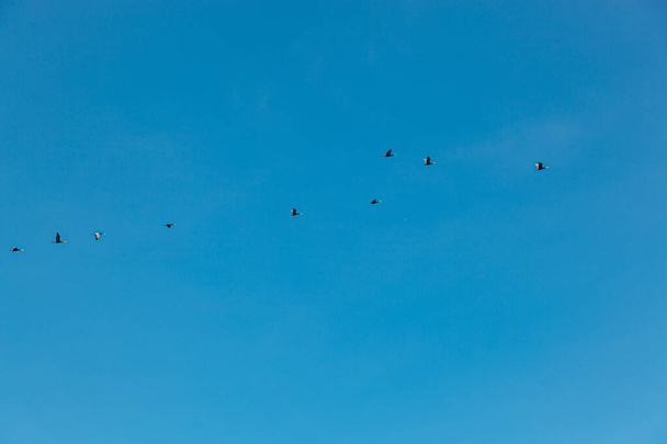 флокка птиц, летящая в голубом небе крупным планом - Фото, изображение