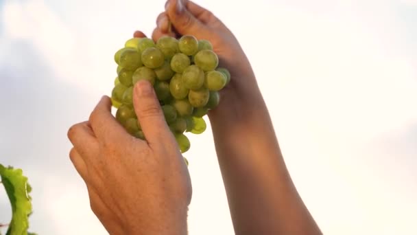 Close Up Ripe juicy bunch of red grapes in farmer hand. Sunset rays and lens flare. Harvesting season. Growing Organic Grapes. Vineyard, Winery and Wine Business. High quality 4k footage - Séquence, vidéo