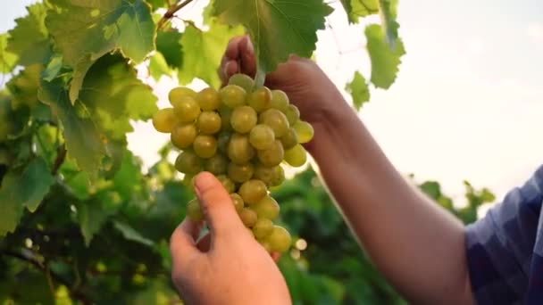Ripe juicy bunch of red grapes in farmer hand. Sunset rays and lens flare. Harvesting season. Growing Organic Grapes. Vineyard, Winery and Wine Business. High quality 4k footage - 映像、動画