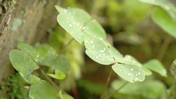 Leaves of the plant with the water moist on it FS700 - Footage, Video