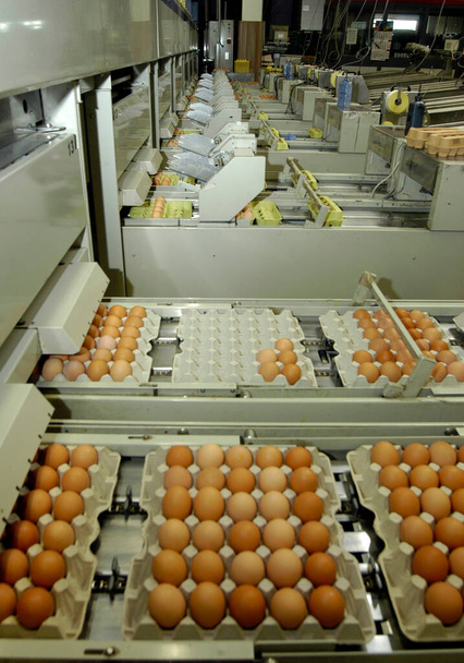 industrielle Verarbeitung von Hühnereiern mit Maschinen in einer Fabrik - Foto, Bild