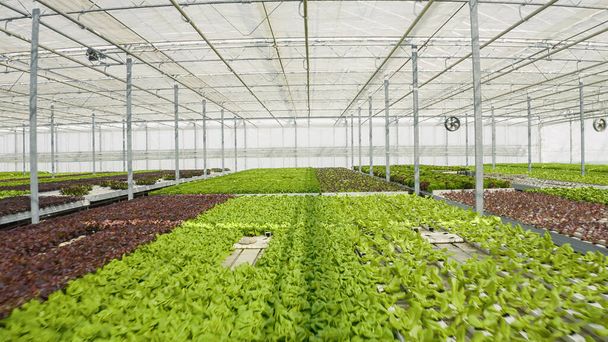 Hydroponic enviroment in greenhouse with ventilation system with big fans growing different types of organic lettuce for local market. Bio food being grown organically with no pesticides. - Fotoğraf, Görsel