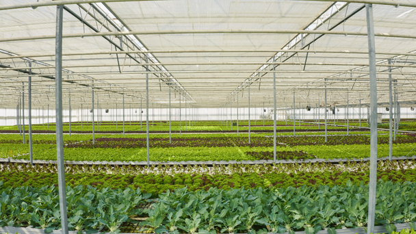 Bio vegetables and organic crops growing in greenhouse with transparent film and ventilated hydroponic enviroment with drip irrigation. Rows of different types of lettuce grown without pesticides. - Zdjęcie, obraz