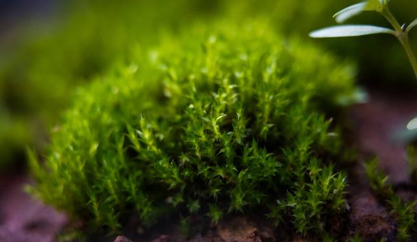 Beautiful bright mossy green growing covering the rough rocks and on the ground in the forest is shown with a macro view of rocks filled with moss textures in nature for wallpaper. - Foto, immagini