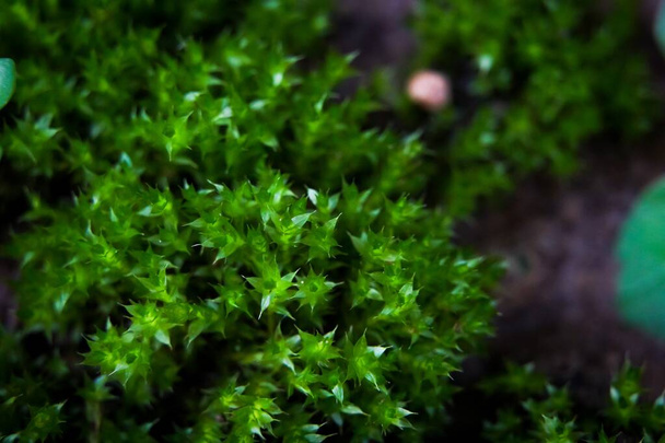 Beautiful bright mossy green growing covering the rough rocks and on the ground in the forest is shown with a macro view of rocks filled with moss textures in nature for wallpaper. - Foto, imagen