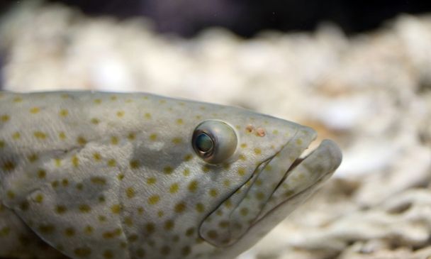 Focus on head of grouper fish. - Photo, Image