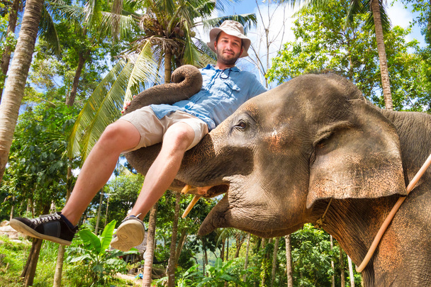 Elephan zvedání turista. - Fotografie, Obrázek