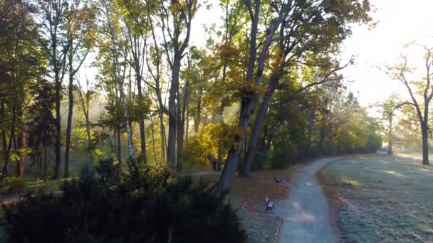 Sun shines through branches in park with dirt paths, benches, morning fog and meadow with grass covered with hoarfrost in early autumn morning. Autumn, fall season. Aerial drone view. Lifting up, rise - Materiał filmowy, wideo