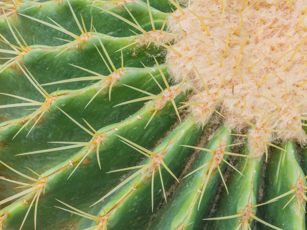 Zavřít kaktus - Fotografie, Obrázek