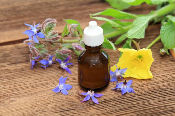 Borago officinalis with Oenothera biennis seed oil in bottle on brown wooden table. Fresh  flowering borage and evening primrose plant around.  - Valokuva, kuva
