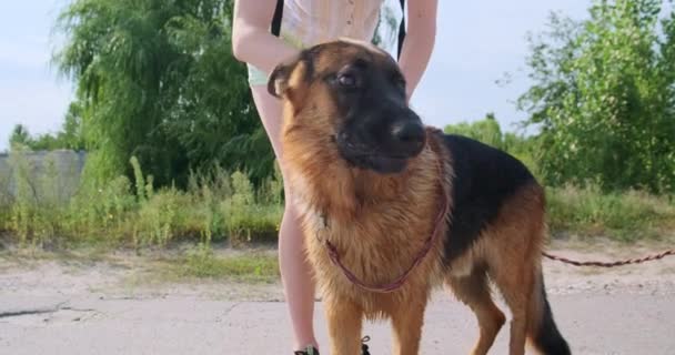 Unrecognizable woman petting a dog. Front view. German Shepherd licks its lips, sticks out its tongue, flattens its ears in pleasure. Green trees, nature, summer time. High quality 4k footage - Séquence, vidéo