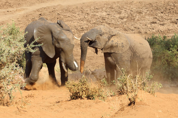 Африканский слон / африканский слон / Loxodonta africana - Фото, изображение