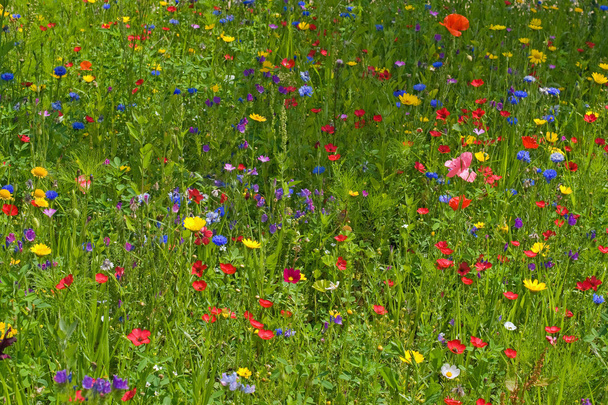 Wild flower meadow - Photo, Image