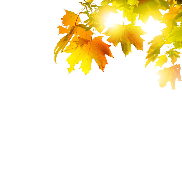Прекрасний осінній фон з жовтим і червоним листям
. - Фото, зображення