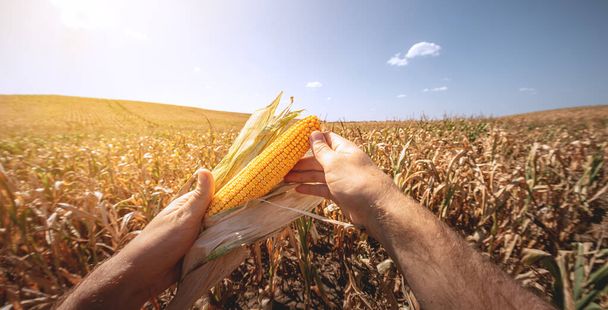 Спелые кукурузы в руках фермера, в первом лице, на фоне сельскохозяйственного поля. - Фото, изображение
