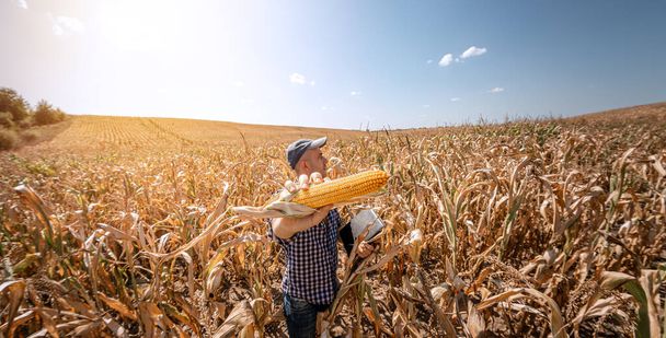 Молодой агроном проверяет качество кукурузы на сельскохозяйственных угодьях. Фермер на кукурузном поле в жаркий солнечный день - Фото, изображение