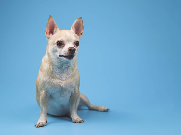 Portrait of healthy brown short hair chihuahua dog sitting on blue background, looking surprisingly to his left, copy space. - Foto, Bild