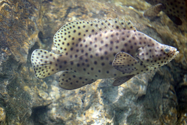 Humpback grouper or Barramundi cod, Panther grouper. - Fotoğraf, Görsel