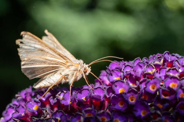 This is an epic macro capture of a beautiful umber skipper butterfly on a blooming vibrant purple statice flower. High quality photo - Photo, Image
