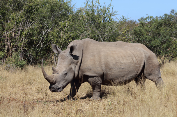 Breitmaulnashorn / Square-lipped rhinoceros / Ceratotherium Simum - Valokuva, kuva