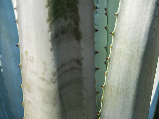 Agave sulu bitki, Agave yaprağı dikenli taze yapraklar üzerine beyaz balmumu kapatın - Fotoğraf, Görsel