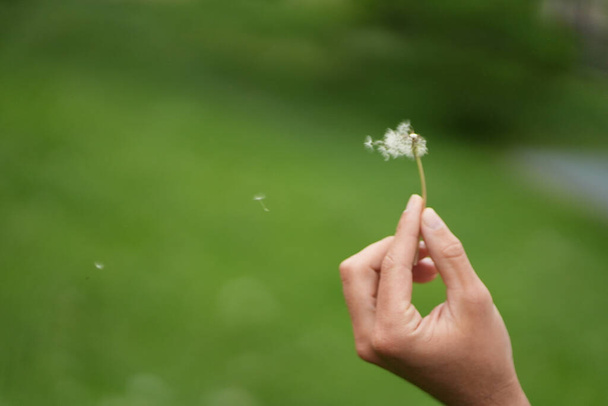 Visible parts of a dandelion in the air being blown away - Photo, Image