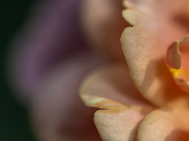 Close-up delicate Distant drums rose petals as nature background - Zdjęcie, obraz