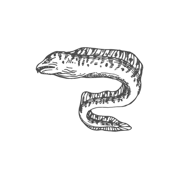 Fangtooth or Tiger Moray eel-shape fish isolated monochrome sketch icon. Vector Enchelycore anatina, sea electric eel with tooth, marine underwater animal. Deep sea and ocean undersea muraenidae - Vettoriali, immagini
