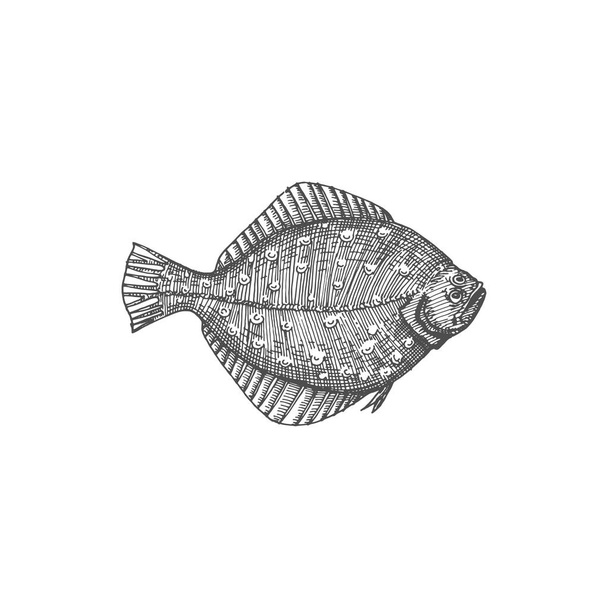 Flounder flatfish deep sea and ocean fish isolated monochrome sketch icon. Vector demersal fish, gulf or southern summer flounder, Paralichthys albigutta, european winter Halibut olive flounders - Vettoriali, immagini