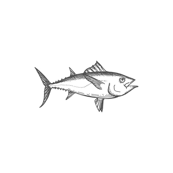 Bluefin tuna blackfin longtail fish isolate monochrome sketch. Vector tunny tribe Thunnini, fishery fishing sport mascot. Scombridae mackerel, predatory schooling fish hand drawn underwater animal - Vektori, kuva