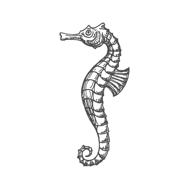 Marine seahorse isolated small fish with curved tail and flippers monochrome sketch icon. Vector sea horse small marine fish, aquatic creature mascot, sea-horse underwater animal, Hippocampus drawing - ベクター画像
