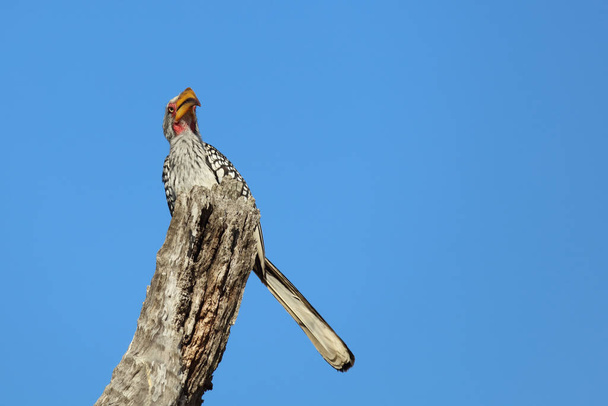 Suedlicher Gelbschnabeltoko / Southern yellow-billed Hornbill / Tockus leucomelas - Photo, Image