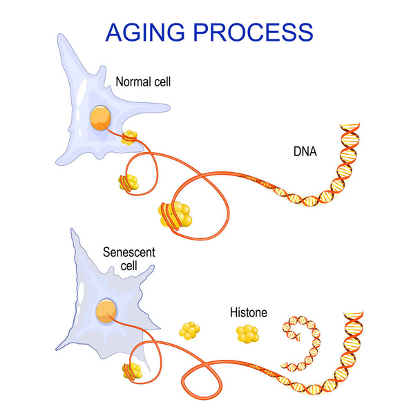 aging process into cells. chromatin, DNA and histones change in ageing and senescent cells. Vector - Vetor, Imagem