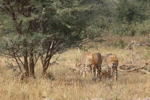 Gepard / Cheetah / Acinonyx jubatus - Fotoğraf, Görsel