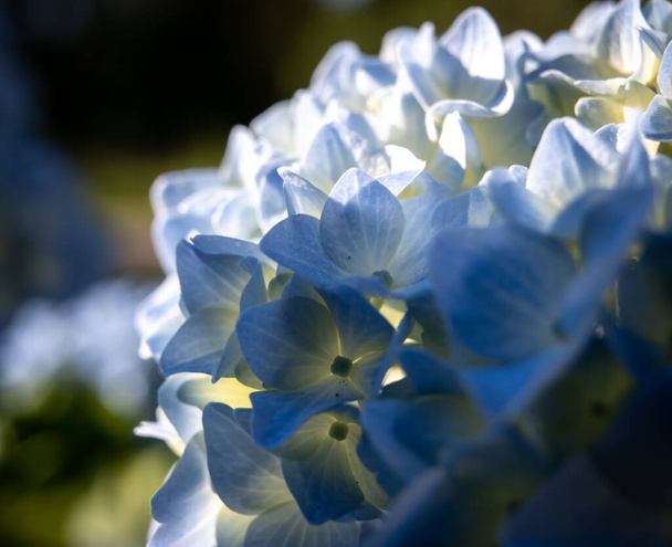 A close-up view of a delicate blossoming blue hydrangea flower - Photo, Image