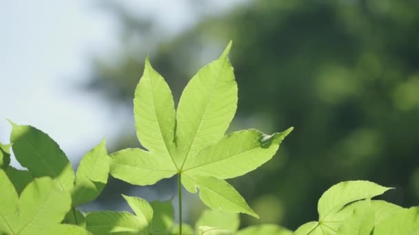 Природа кленового зеленого листа в прекрасному саду. Натуральне зелене листя рослини на обкладинці сторінки навколишнього середовища екології або концепції зелених шпалер
 - Кадри, відео