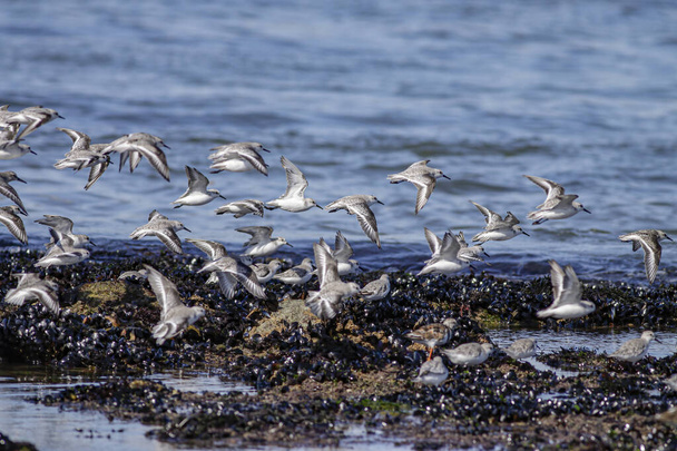 Flock of sanderlings in flight over northern portuguese rocky coast - Foto, Bild