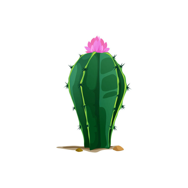 Ferocactus large barrel-shaped succulent scandinavian indian cacti isolated western opuntia tropical botanical cactus with pink flower on top. Vector cacti with large spines grown in mexican dessert - Vector, imagen