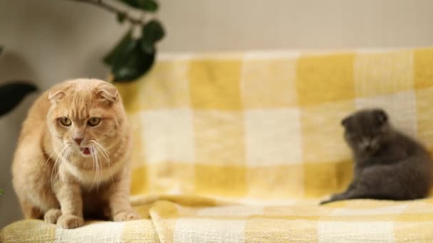 Two cute short hair kitty and cat together on yellow sofa at home. Scottish shorthair pets. - Filmagem, Vídeo